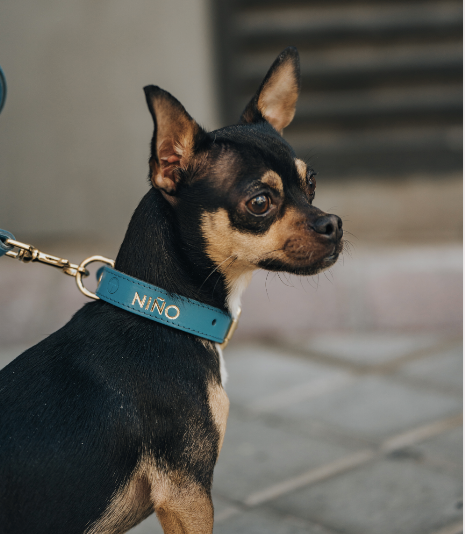 Collar de perro Thálassa - Soft Line