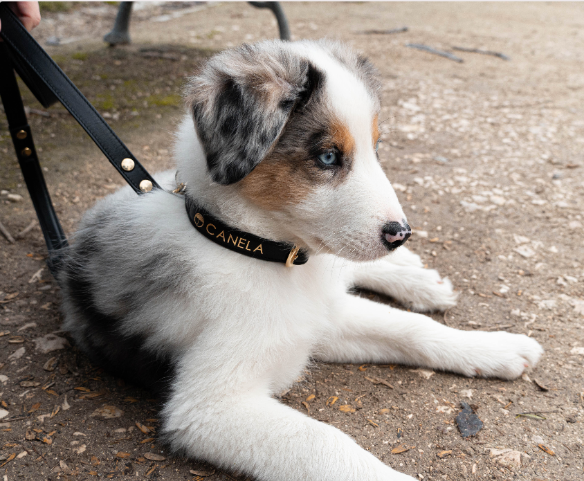 Collar para perro Blacksand - Dope Line