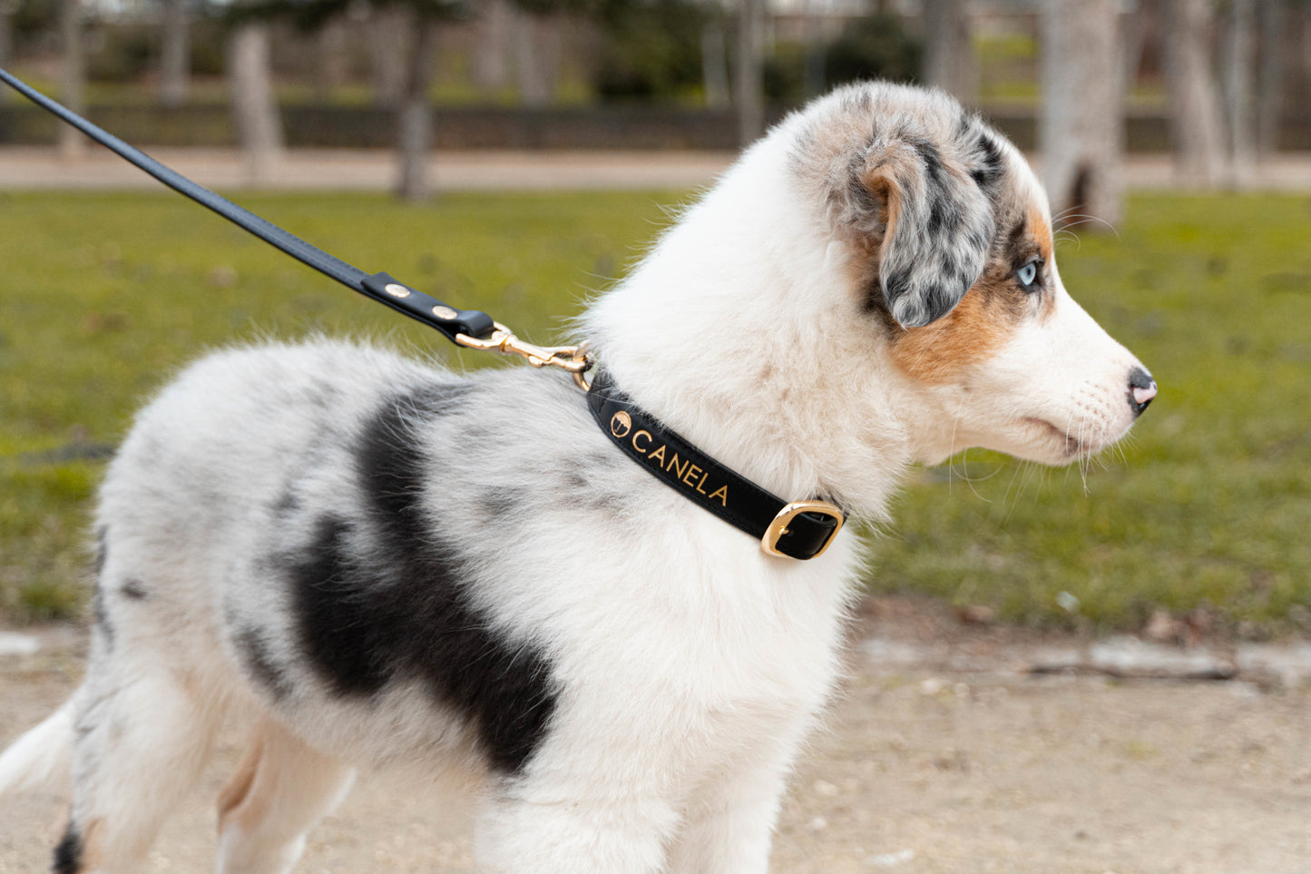 Collar para perro Blacksand - Dope Line