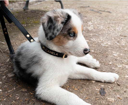 Collar para perro Blacksand - Dope Line